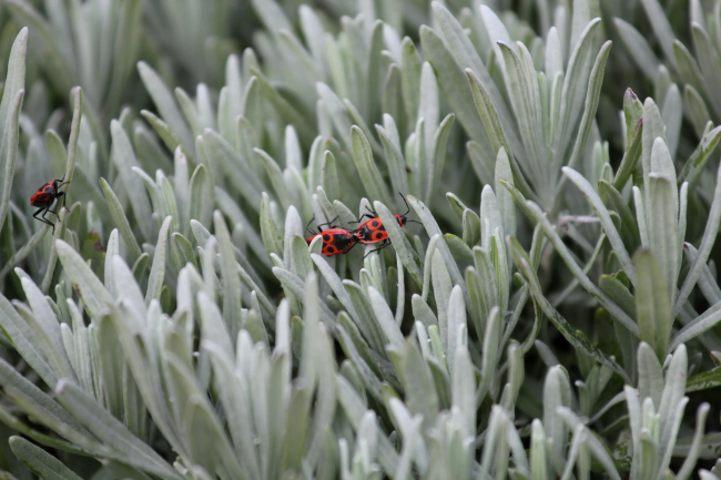 Bugs in garden