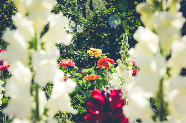 Flowers in the garden
