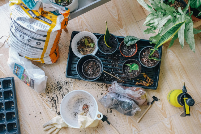 Growing Herbs
