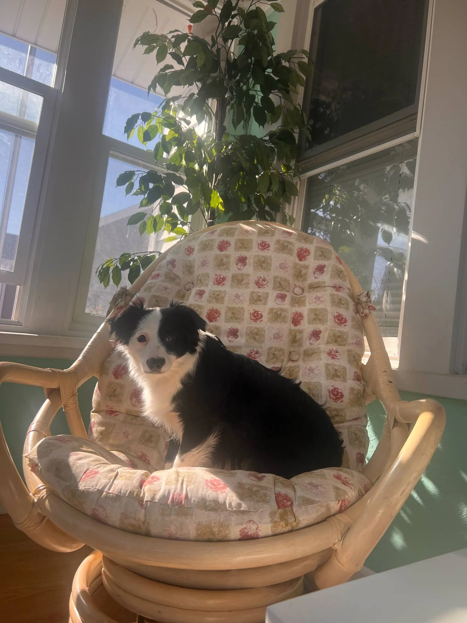 Dog Outside