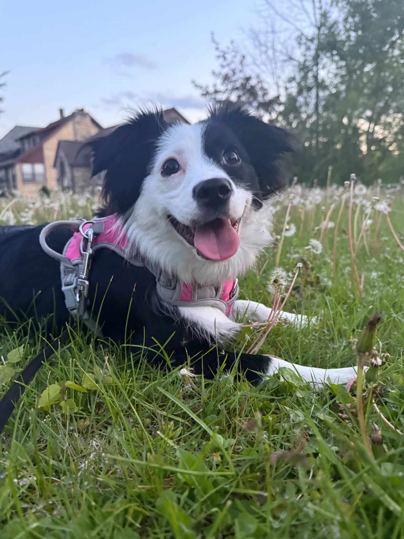 Cute Dog