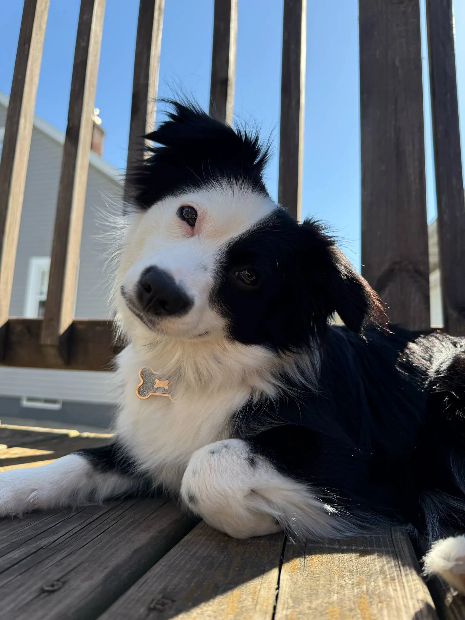 Dog in the Sun