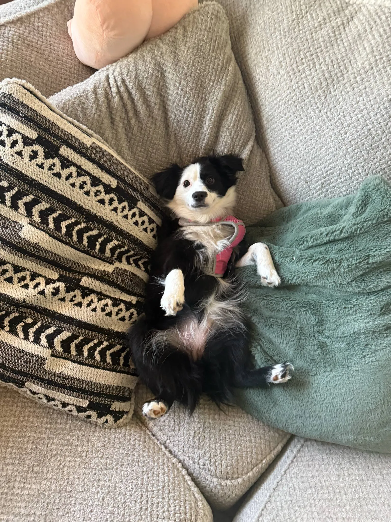 Dog with head cocked