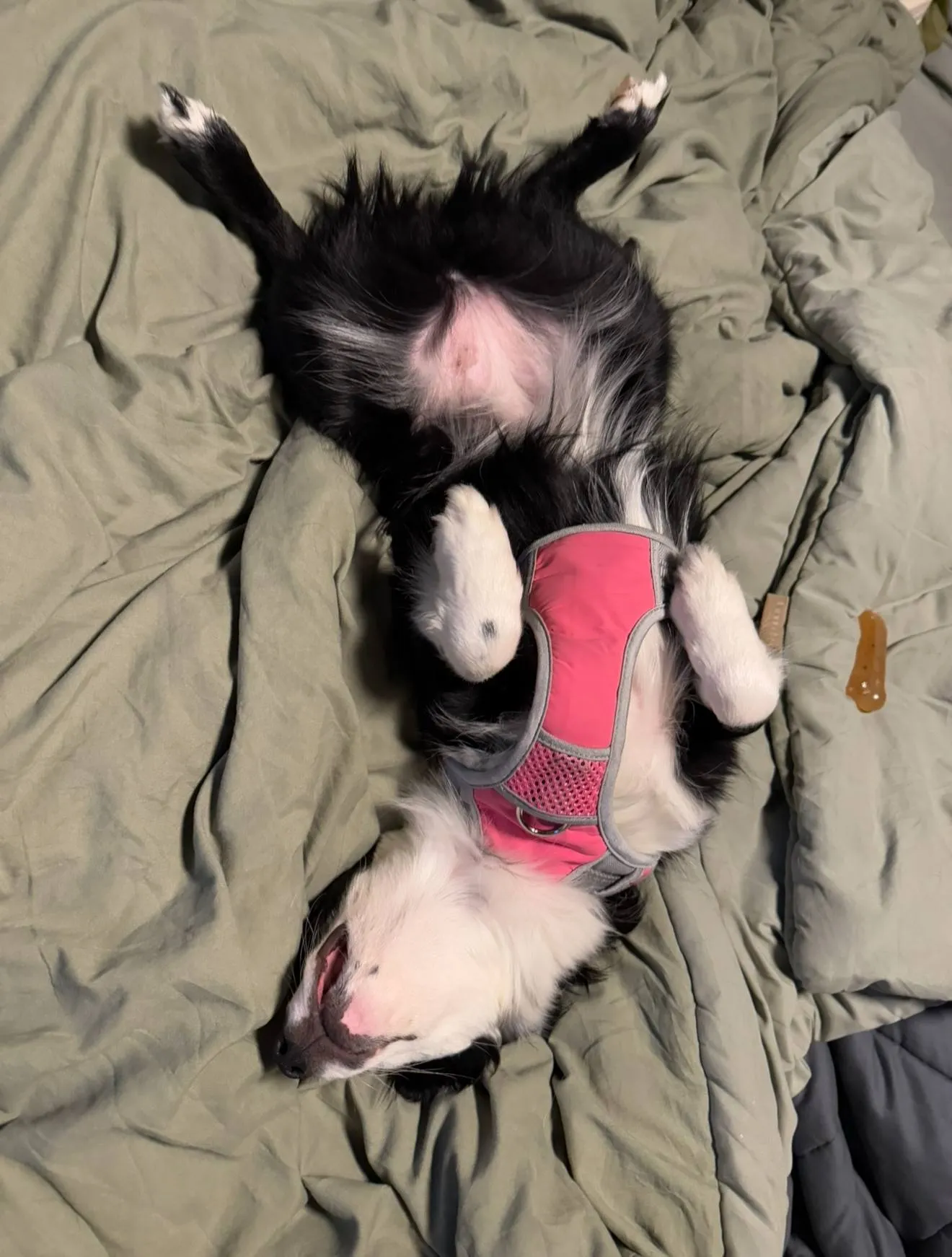 Sleeping Cute