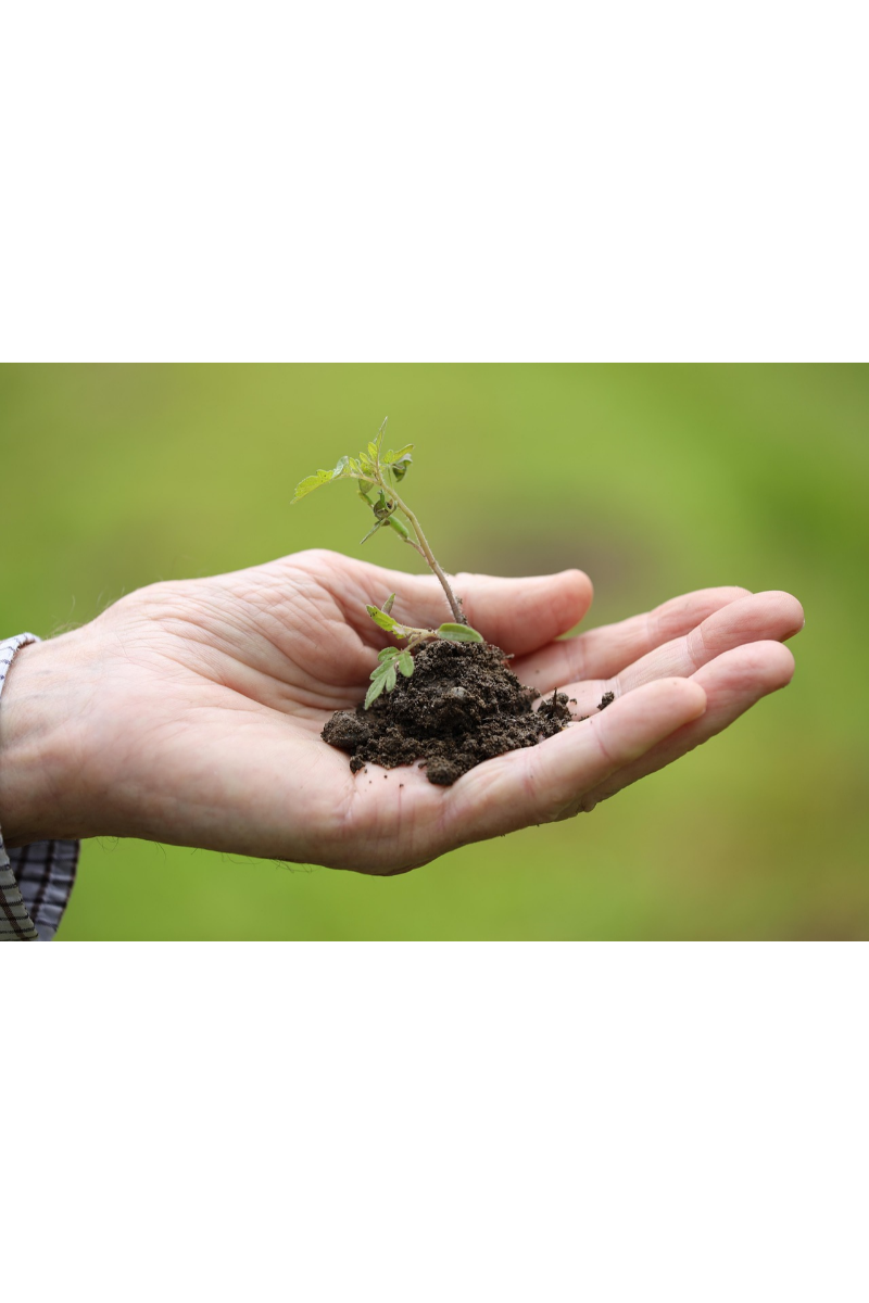 Soil Garden Image 1