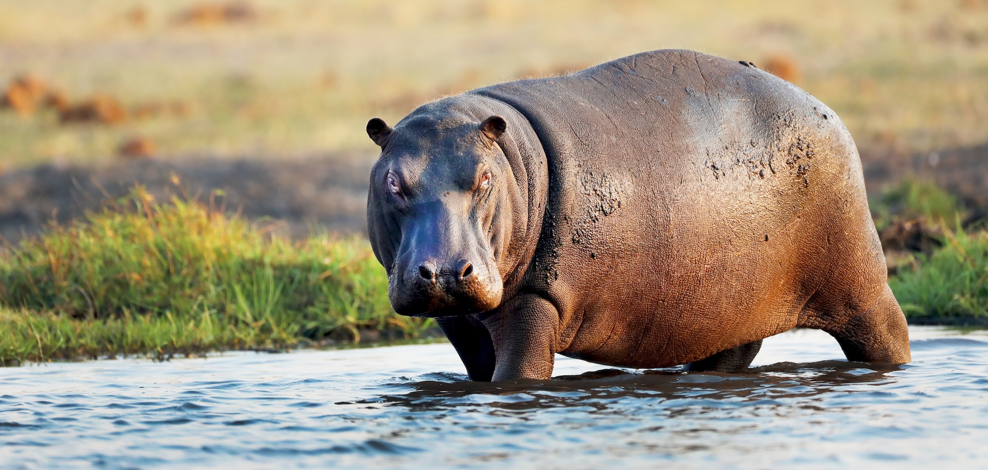 Hippo